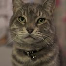 Housecat Hypnosis