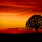 Sunset Oak