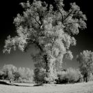 Tree in the park
