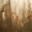 Morning light
