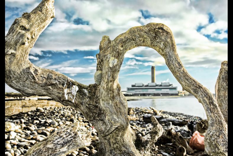 Washed up and weathered tree branch