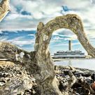 Washed up and weathered tree branch