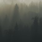 Foggy Forest
