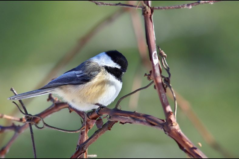 Chickadee