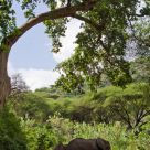 Elephants with a view