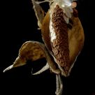 Milkweed
