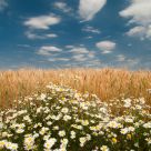 Wheat-chamomile  heaven