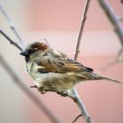 Local Sparrow