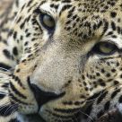 In the focus of a leopard