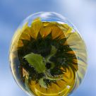 Sun in the glass