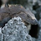 Curious Lizard