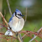 Blue Jay