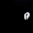 White Swan