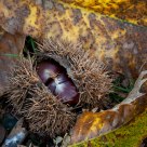 Sweet Chestnuts