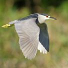 Black-Crowned Night-Heron