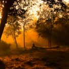 Golden Sunlight