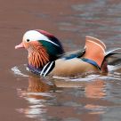 Mandarin duck