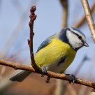 Blue Tit