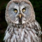 Great Grey Owl