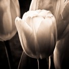 Tulip b&w