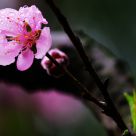 Peach Flower
