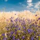 Wild flowers  in  wheat  field