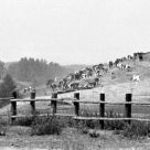 Cows on the hill