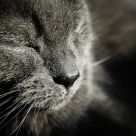 Cat in the sun