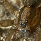 Spider eyes