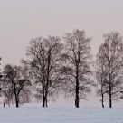 Row of trees