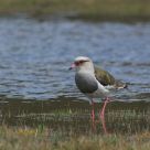 Andean Lapwing - Vanellus resplendens