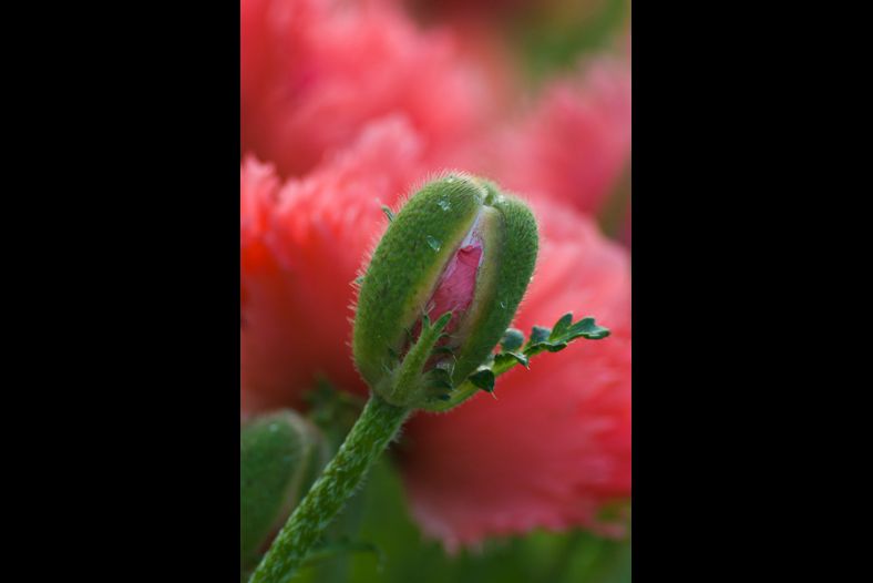 Poppy Due