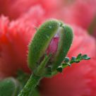 Poppy Due