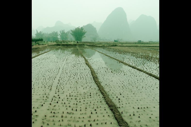 Yulong Fields