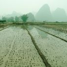 Yulong Fields