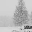 Tree in a snowfall
