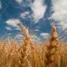 Wheat heaven