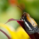 Malay Lacewing