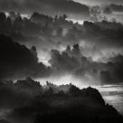 Forest Layer