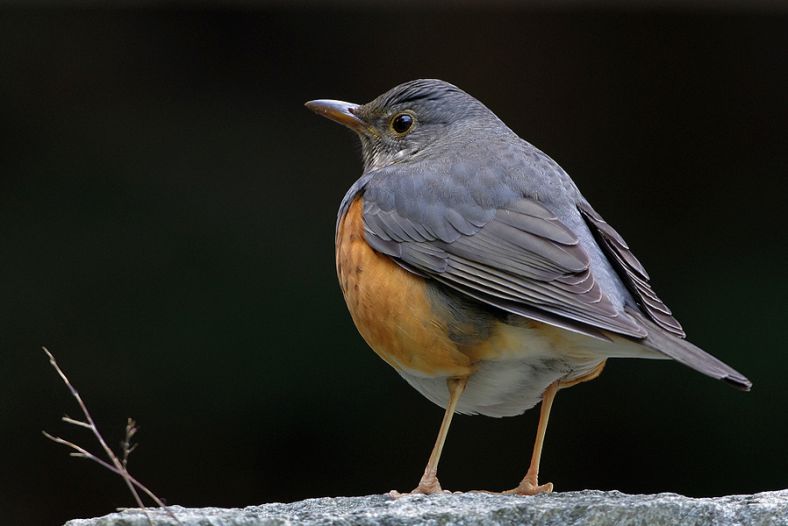Turdus hortulorum