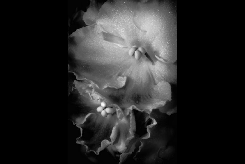 Saintpaulia ionantha