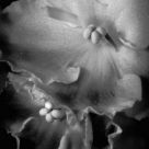 Saintpaulia ionantha