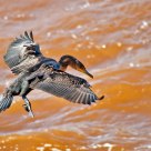 Cormorant