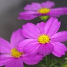 Cosmos
