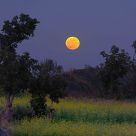 Moon rise in a mustard field