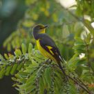 Scarlet Minivet