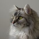 Tomcat