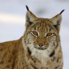 lynx