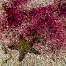 Mozambico star