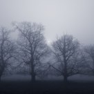 Four Trees